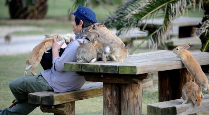 Surga Kelinci Ditemukan di Jepang, Penasaran?