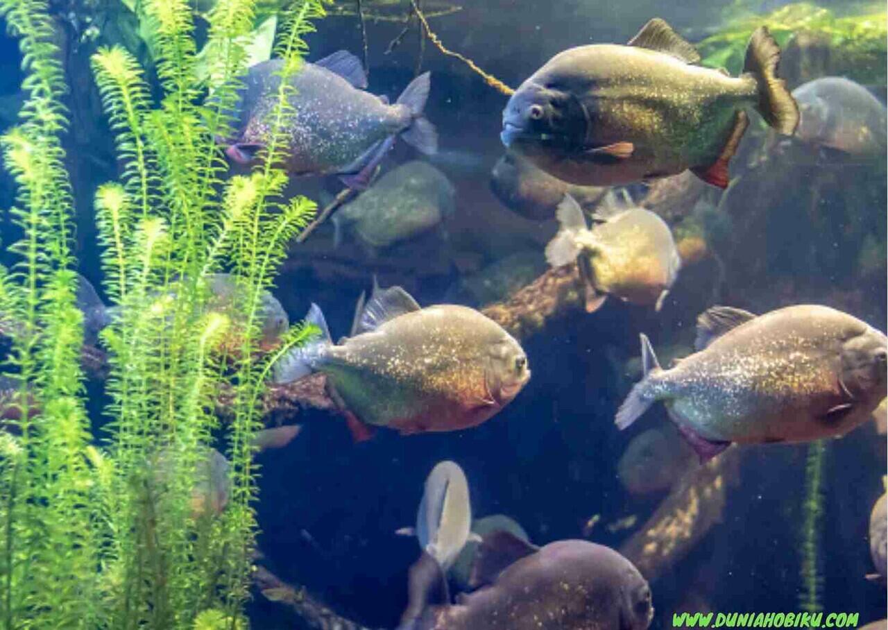 5 Manfaat Ikan Cere Untuk Ikan Predator Sebagai Pakan Murah Bahkan Gratis