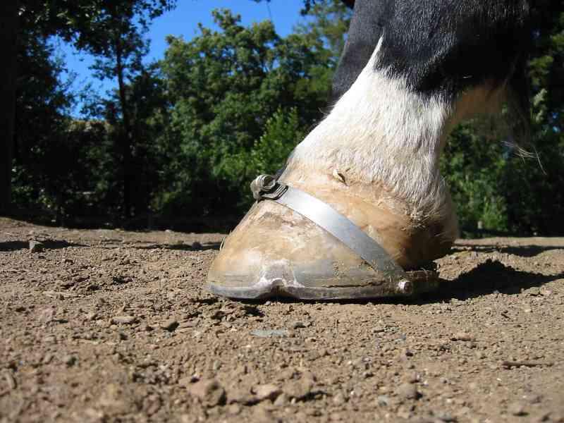 Sepatu Kuda, Mengapa Kuda Bersepatu dan Apa Fungsinya?