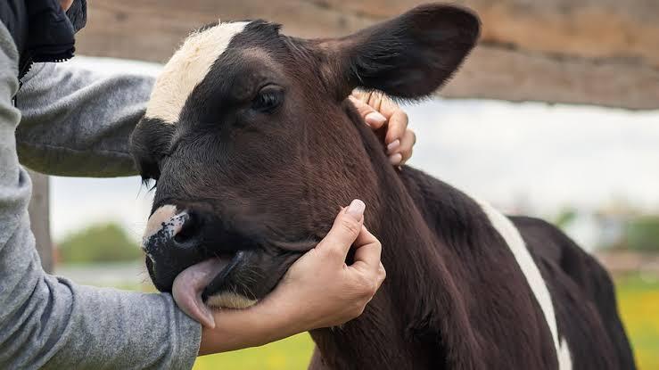 Bukan Hanya Kambing, Ini Hewan yang Cocok Dipelihara di Desa karena Menghasilkan