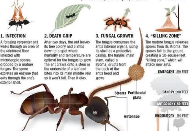 Bukan Manusia, Ini Makhluk Hidup yang Bisa Berubah Jadi Zombie karena Jamur Cordyceps