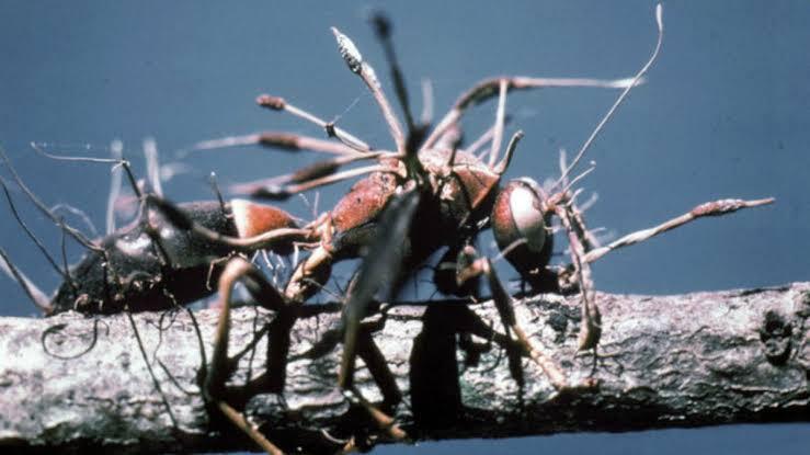 Bukan Manusia, Ini Makhluk Hidup yang Bisa Berubah Jadi Zombie karena Jamur Cordyceps