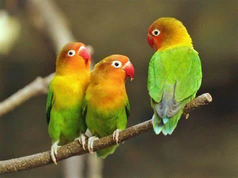 Tips dan Trik untuk Hobi Love Bird yang Menyenangkan dan Menguntungkan