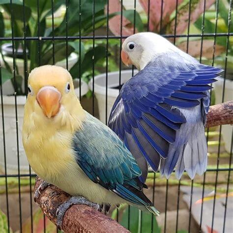 Tips dan Trik untuk Hobi Love Bird yang Menyenangkan dan Menguntungkan