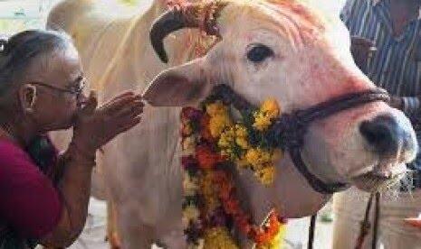 Pemerintah India Desak Warga Ganti Perayaan Valentine dengan Peluk Sapi