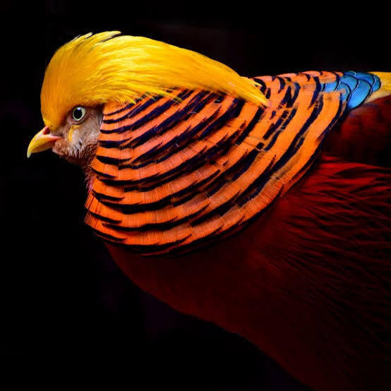 Ayam hias tercantik paling cantik
