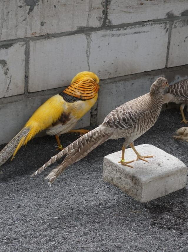 Ayam hias tercantik paling cantik