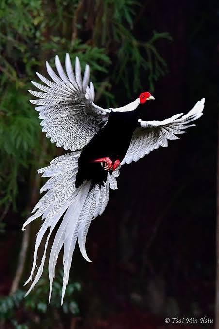 Ayam hias tercantik paling cantik