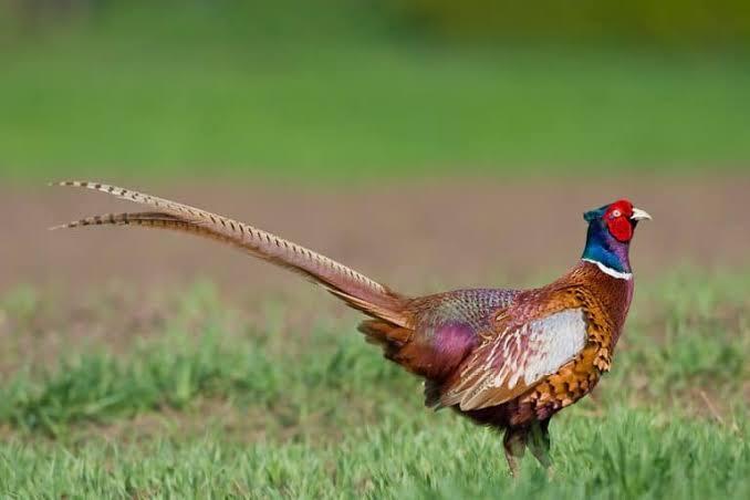Ayam hias tercantik paling cantik