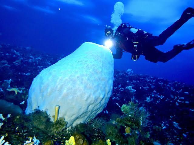 Bukan Hiu Greenland, Ternyata Ini Makhluk Hidup yang Memiliki Usia Paling Panjang