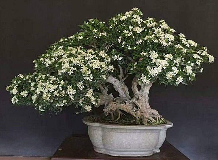 10 Pohon Bunga Yang Cocok Untuk Bonsai