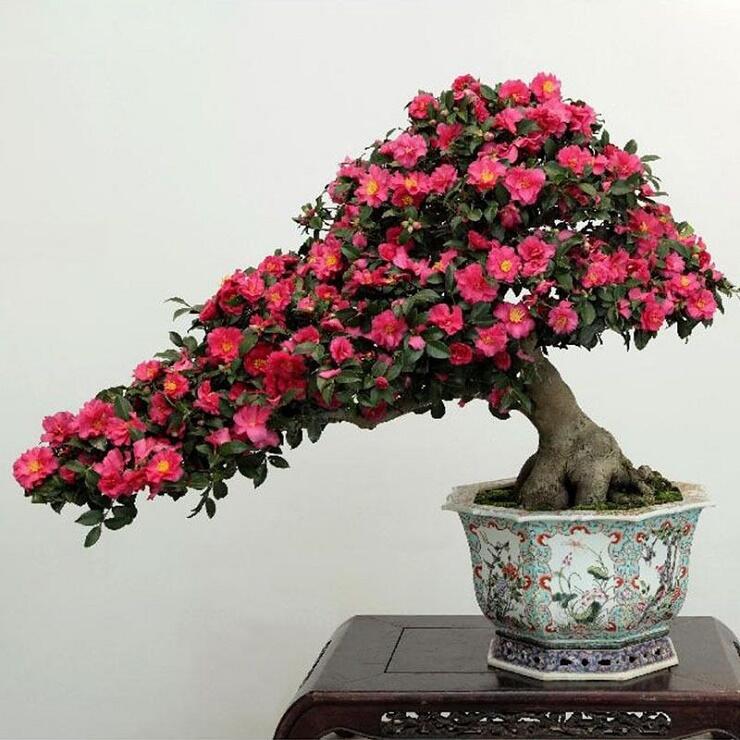 10 Pohon Bunga Yang Cocok Untuk Bonsai