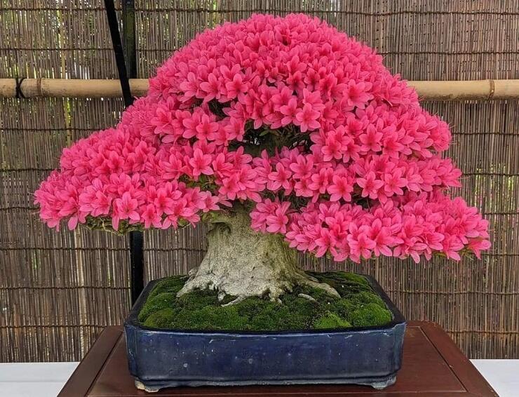 10 Pohon Bunga Yang Cocok Untuk Bonsai