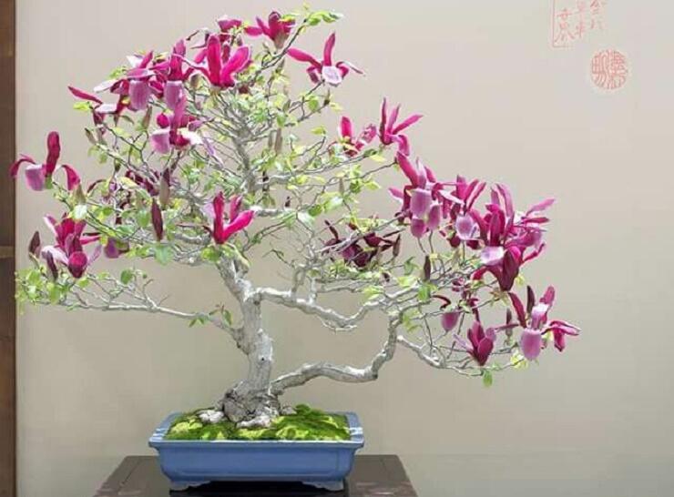 10 Pohon Bunga Yang Cocok Untuk Bonsai