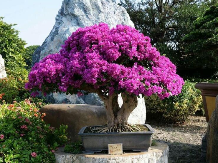 10 Pohon Bunga Yang Cocok Untuk Bonsai
