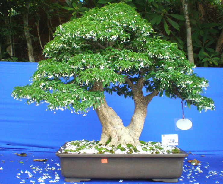 10 Pohon Bunga Yang Cocok Untuk Bonsai