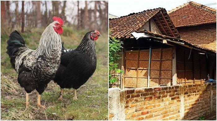 Ayam Peliharaan Tetangga Suka Buang Kotoran Sembarangan? Ini yang Harus Dilakukan