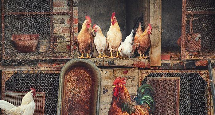 Ayam Peliharaan Tetangga Suka Buang Kotoran Sembarangan? Ini yang Harus Dilakukan