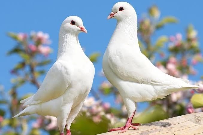 Studi Kasus Burung Merpati yang Terbang Selama 16 Jam Tanpa Istirahat