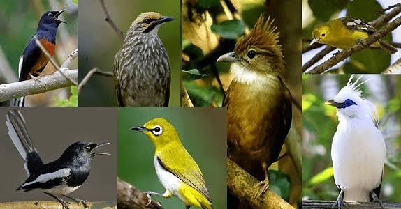 Tips Merawat Burung Kicau!