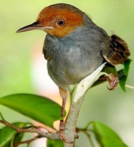 Tips Merawat Burung Kicau!