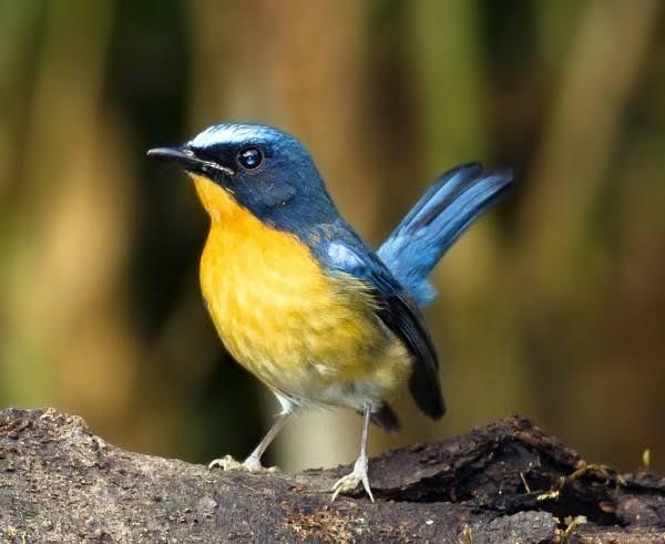 Tips Merawat Burung Kicau!