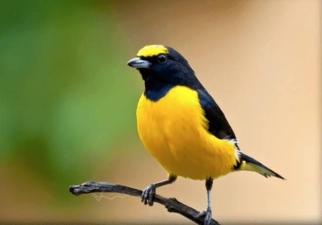 Tips Merawat Burung Kicau!
