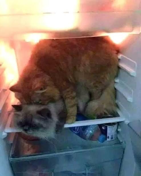 Eksploitasi Kuching Oyen Oleh Kalangan Pihak Tak Berwenang.