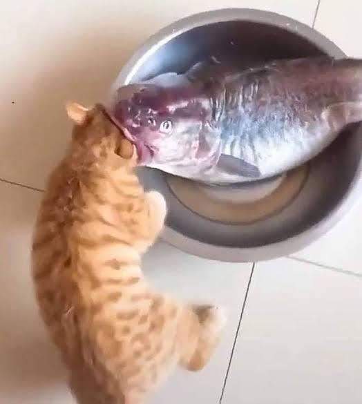 Eksploitasi Kuching Oyen Oleh Kalangan Pihak Tak Berwenang.
