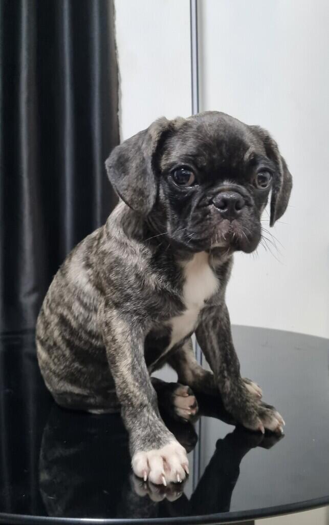 Open for Adopt Anjing puppy French Bulldog mix Pug