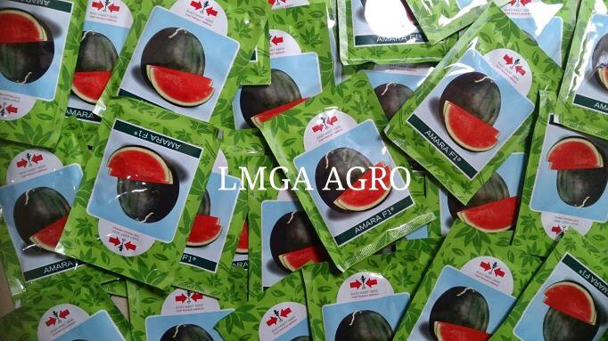Varietas Semangka Tanpa Biji Terbaik Untuk Usaha Kebun Petani