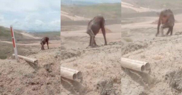 Heboh Video Orangutan Kurus Kering di Area Tambang Batubara, Siapa yang Salah Disini?