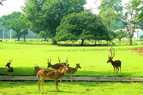 Yuk Visit Kebun Raya Bogor Edukasi Foto yang Instagramable