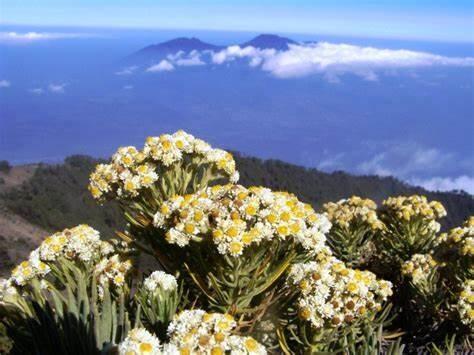 Bunga Edelweis | Keindahan di Atas Ketinggian
