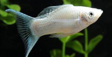 Ikan Molly | Cantik Dan Mudah Dirawat