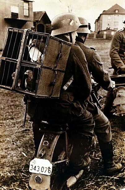 Keinginan Terakhir Seorang Prajurit Wehrmacht Sebelum Meninggal