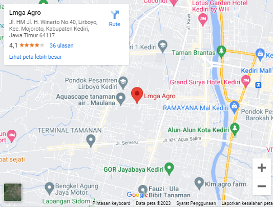 Beli Sekarang dan Nikmati Keunggulan Cabe Keriting OR Twist 42