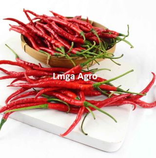 Beli Sekarang dan Nikmati Keunggulan Cabe Keriting OR Twist 42