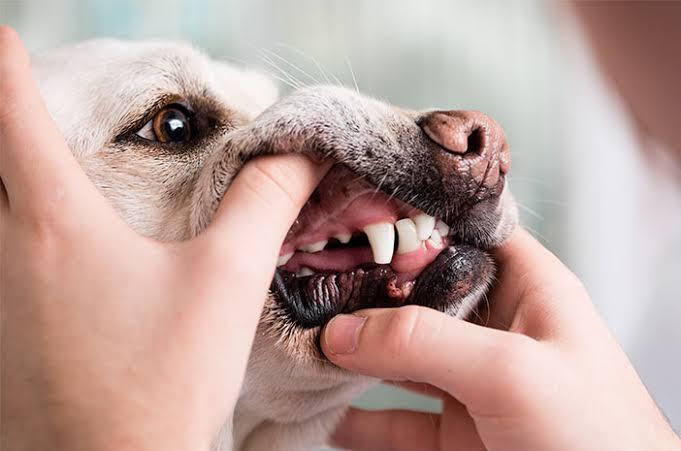Ha? Anjing bisa sakit gigi! Begini 3 cirinya