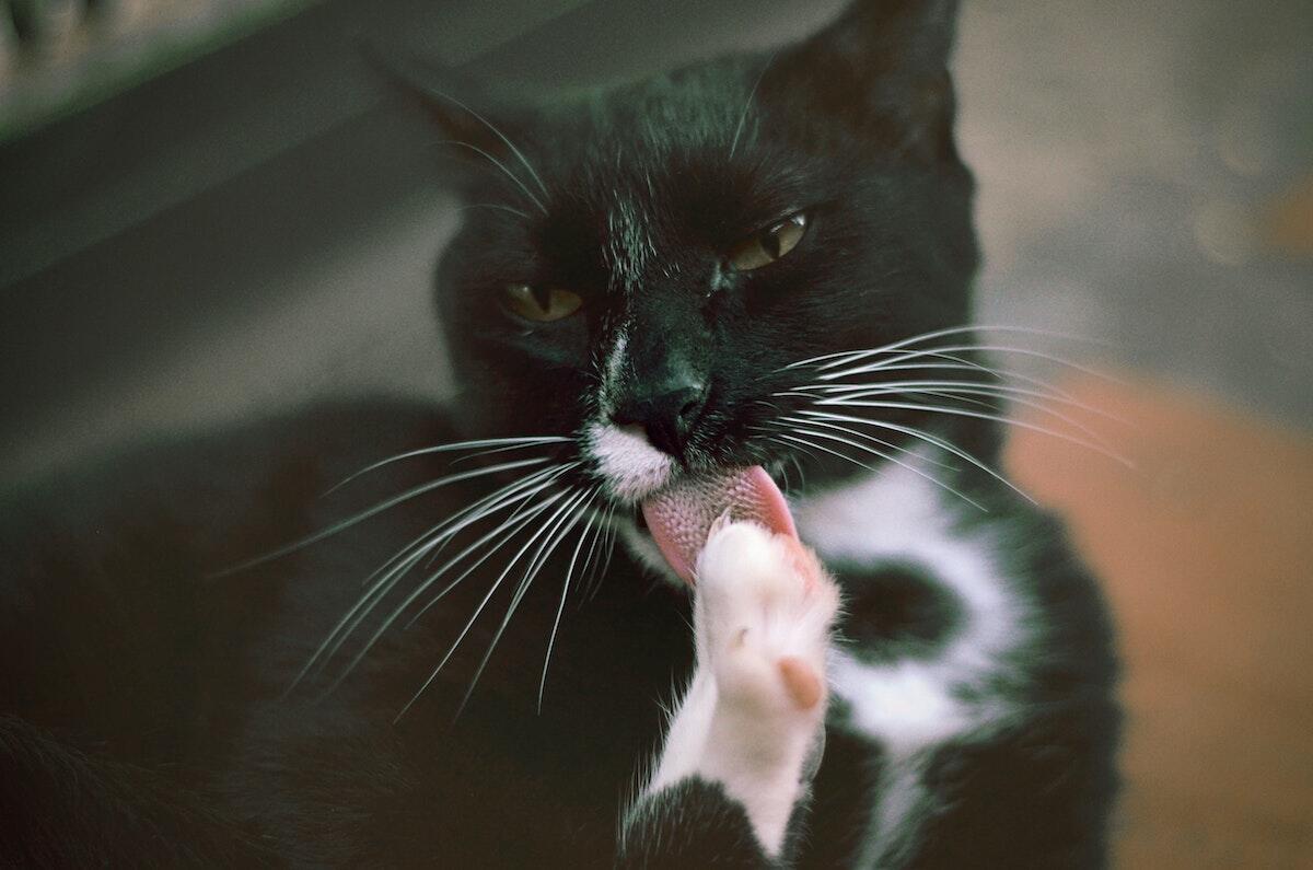 Mengapa kucing Tidak Bisa Merasakan Rasa Manis?