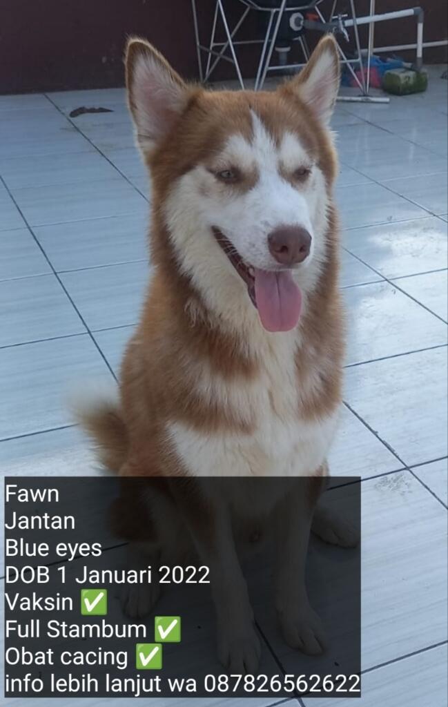 Ready Anak Anjing Husky Murah