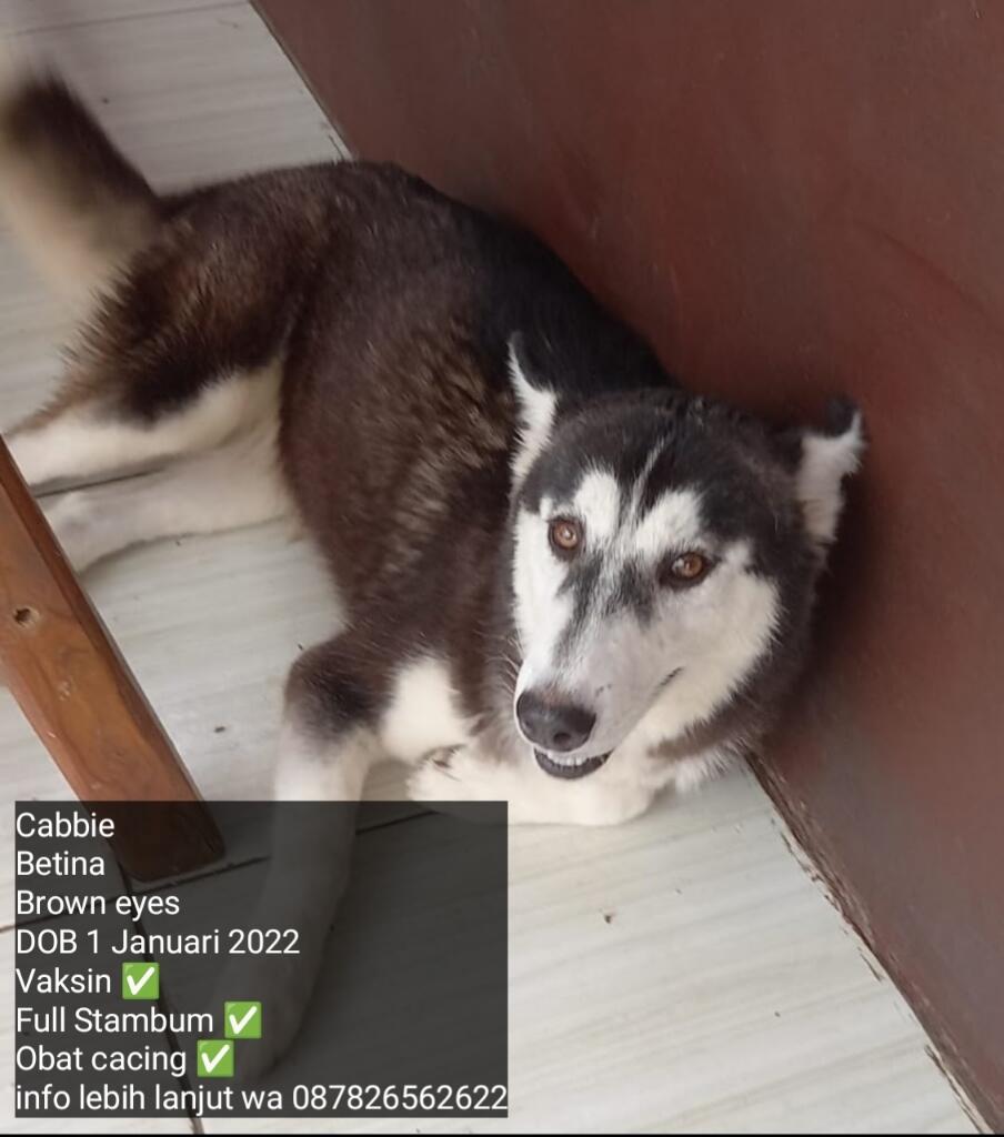 Ready Anak Anjing Husky Murah