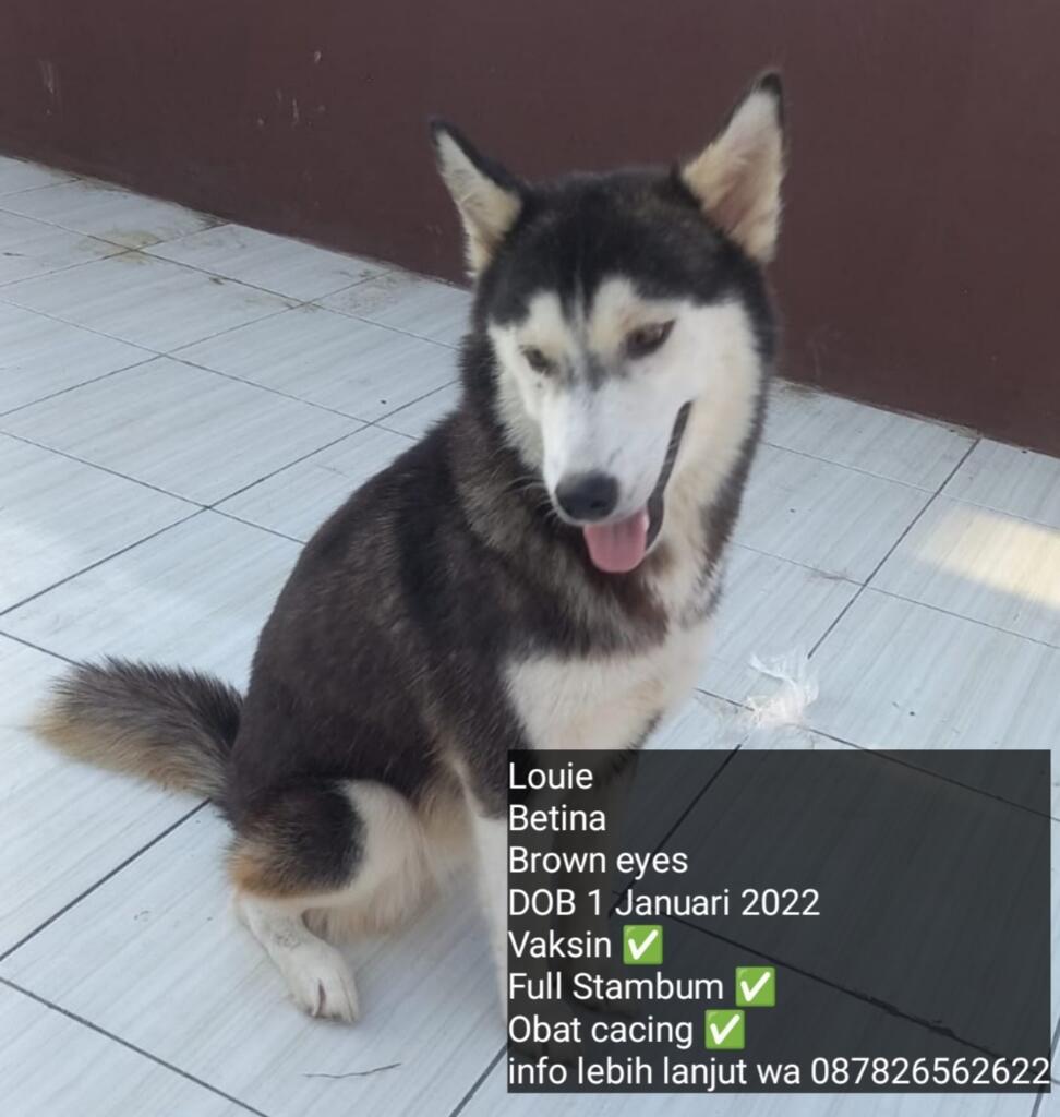 Ready Anak Anjing Husky Murah