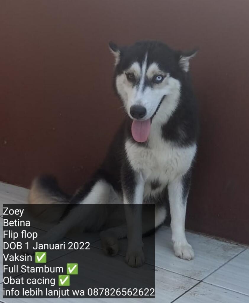 Ready Anak Anjing Husky Murah