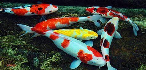 Keindahan Dan Kesenangan Merawat Ikan Koi