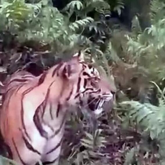 Harimau Terkam Ternak Warga di Solsel