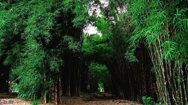 Sering Dianggap Berhantu? Ini Alasan Logis Rumpun Bambu Terlihat Angker dan Seram