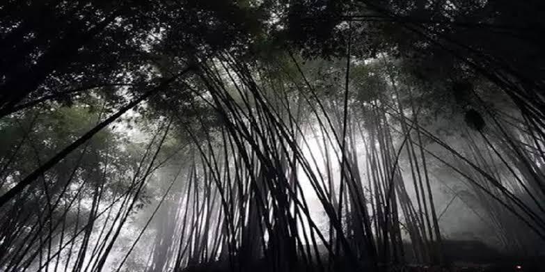 Sering Dianggap Berhantu? Ini Alasan Logis Rumpun Bambu Terlihat Angker dan Seram