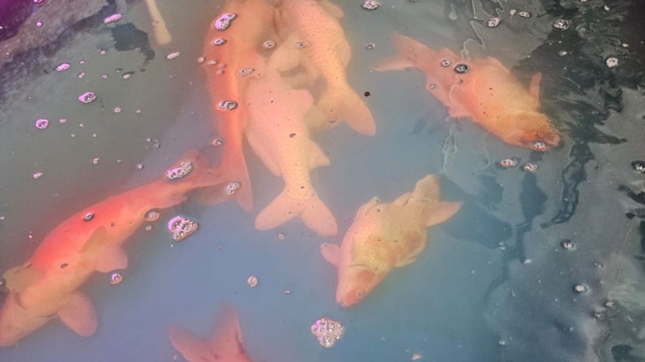Penyebab Ikan Koi Mati Mendadak | My Fish