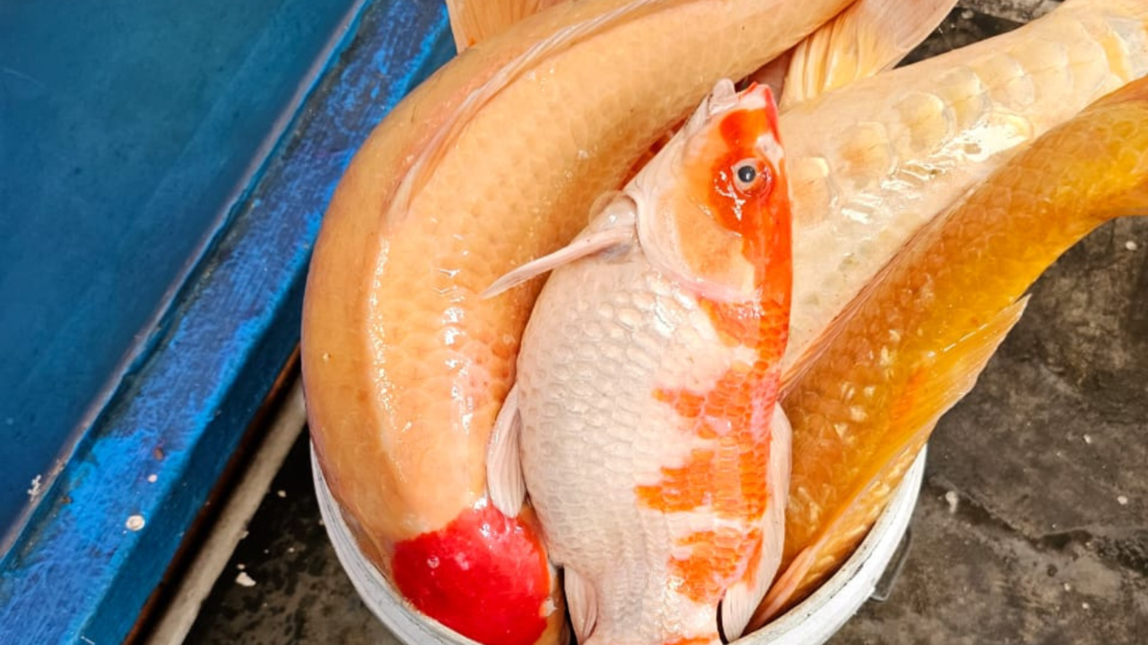 Penyebab Ikan Koi Mati Mendadak | My Fish